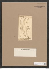 Rhoicosigma falcatum (Donk.) Grun. (de-Toni-Nr.: Genus 15, Species 1128) Zeichnungen Sammlung Grunow Nr. 2220 (NHMW-BOT-W0369306)